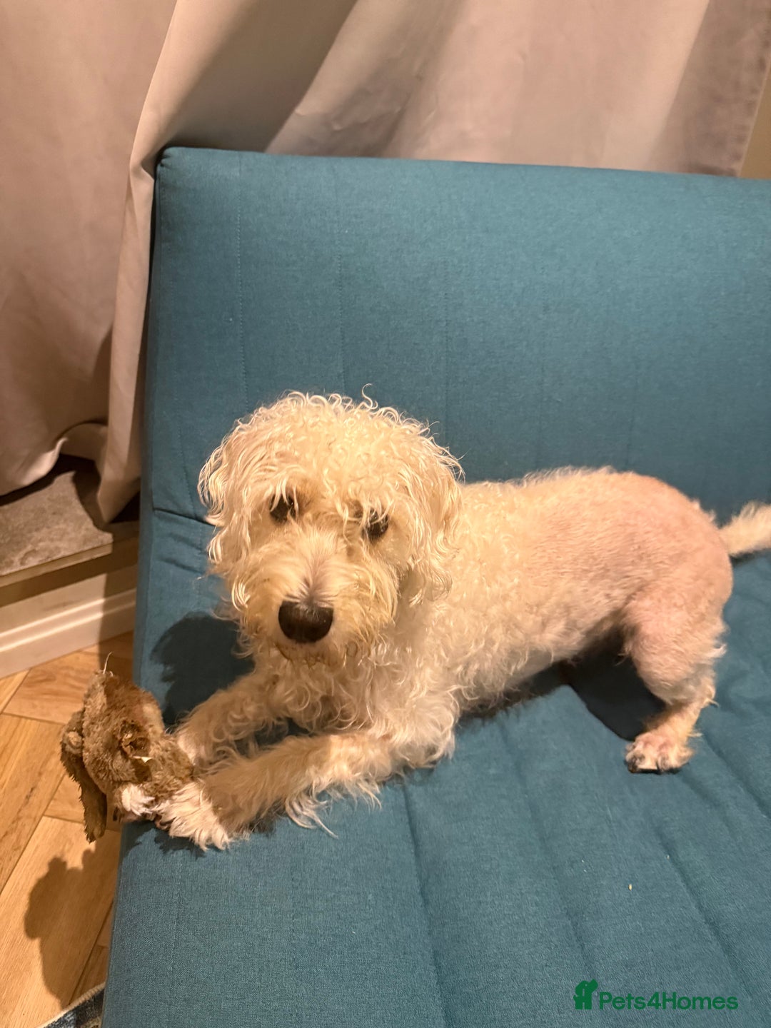 Cockapoo dogs for sale: Poodle mixed dog - Image 8