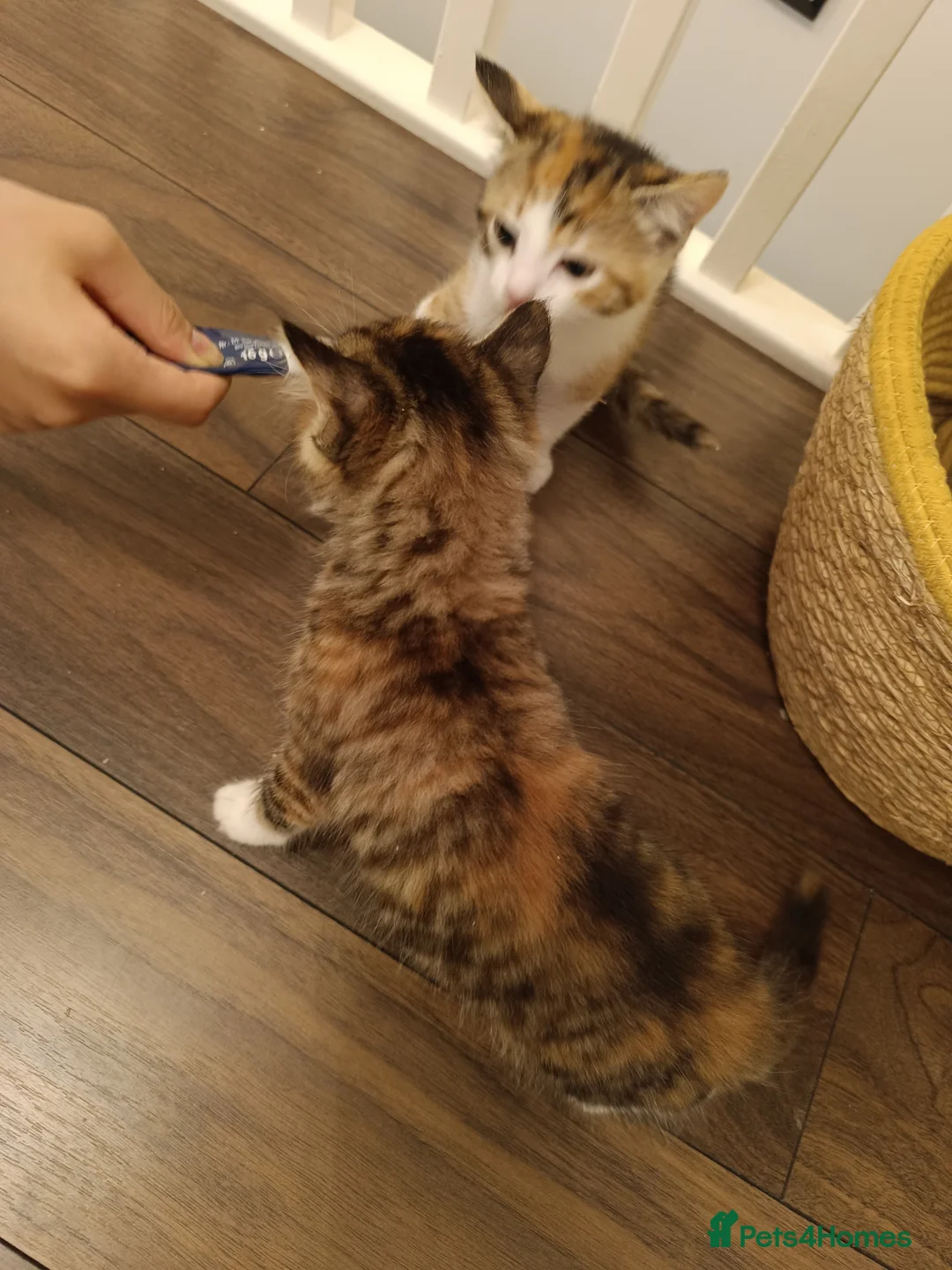 Mixed Breed cats for sale: 2 female kittens for sale - Advert 21