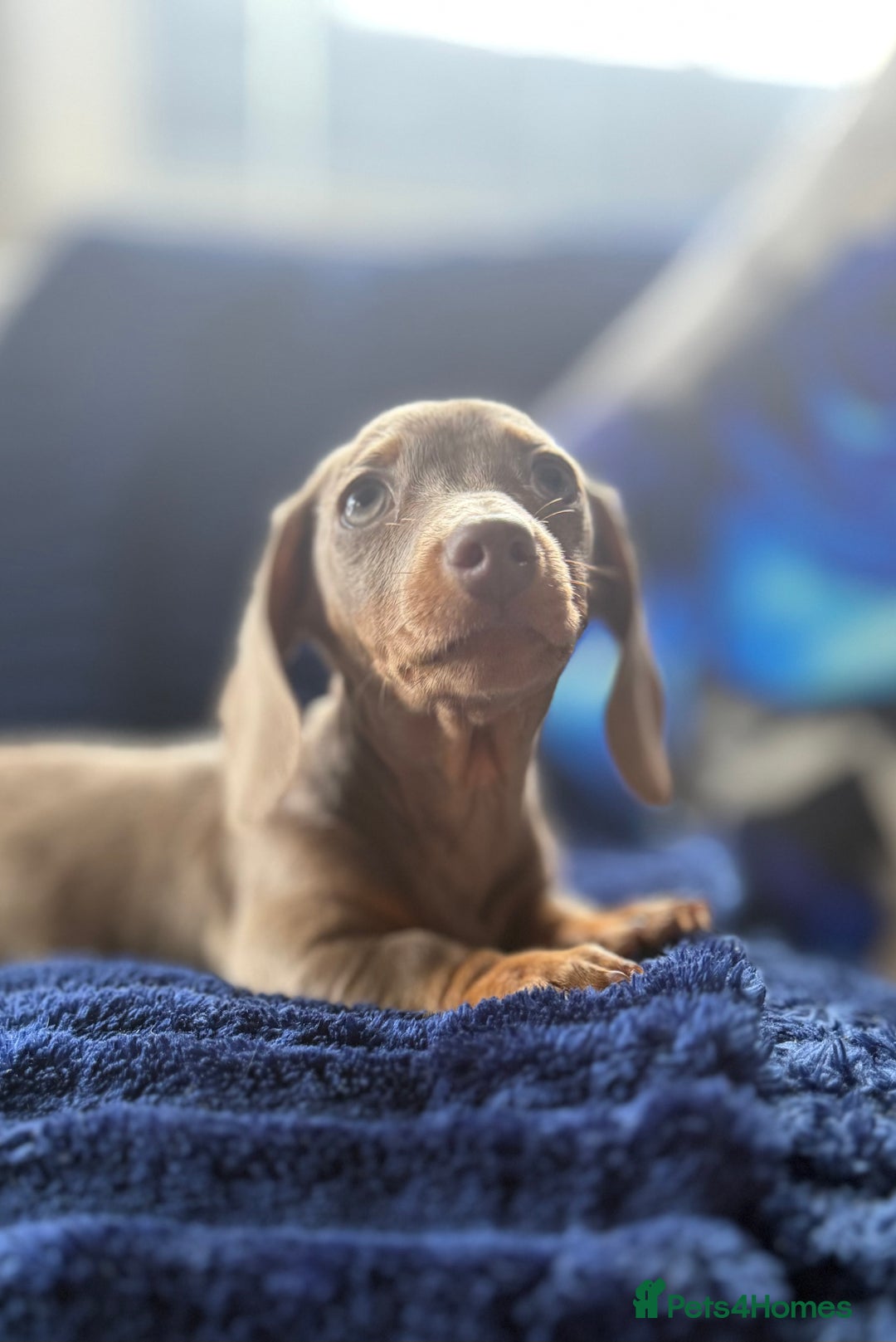 Miniature Dachshund dogs for sale: Miniature dachshund puppies  - Image 9