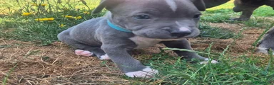 Staffordshire Bull Terrier 5