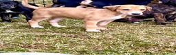 Lurcher dogs for sale: Lurcher in Richmond - Advert 8