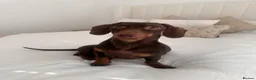 Miniature Dachshund dogs for stud: Beautiful chocolate stud  - Advert 3