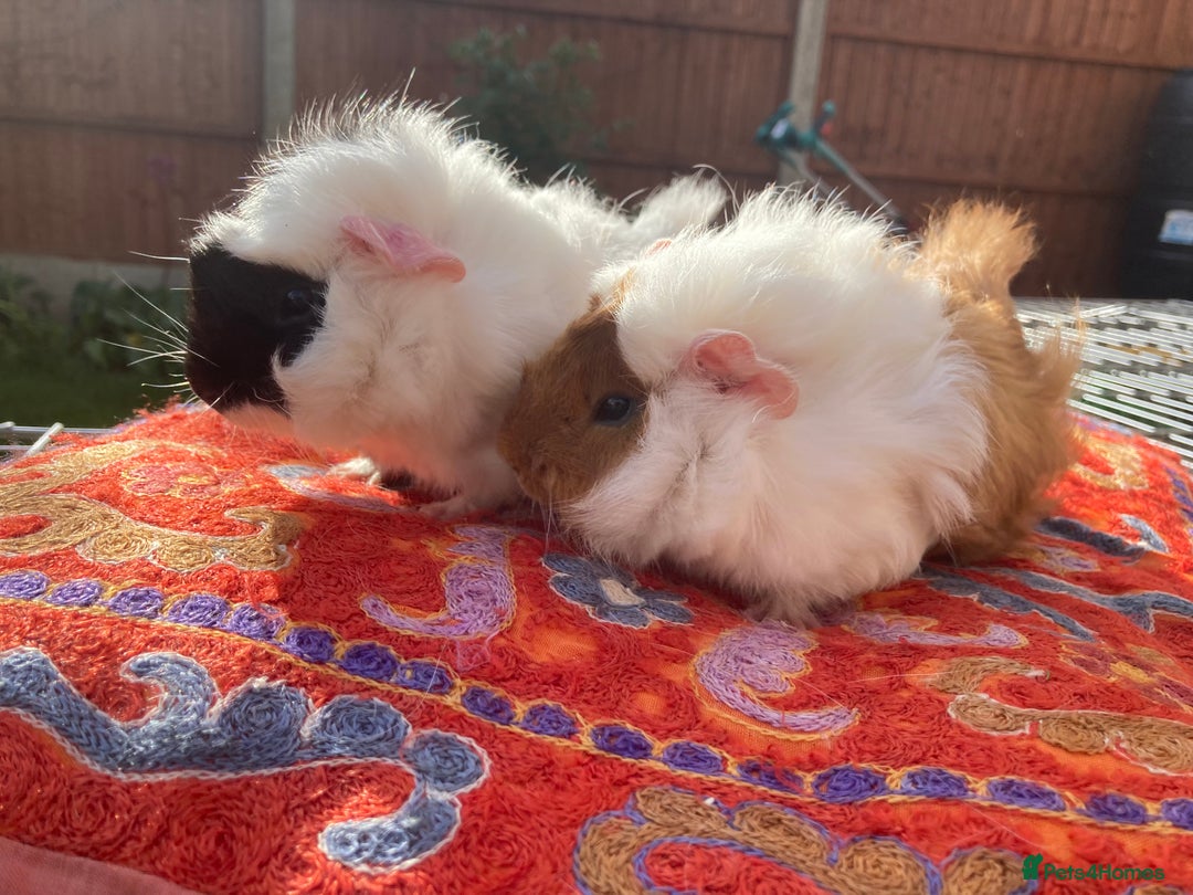 Guinea Pig rodents for sale: 2 male baby guinea pigs flitwick - Image 7