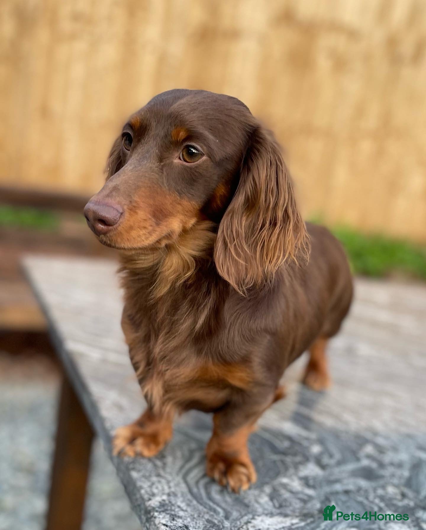 Miniature Dachshund dogs *STUD* DAXIEQUEENS PRINCETON Longhair Choc & Tan in Kidderminster - Advert 20