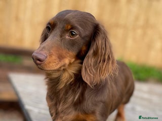 Miniature Dachshund dogs in Kidderminster - Advert 2