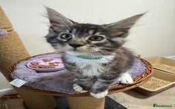 Maine Coon cats for sale: Beautiful GCCF kittens various colours - Image 32