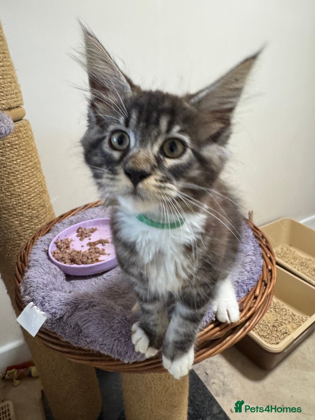 Maine Coon cats for sale: Beautiful GCCF kittens various colours - Image 32