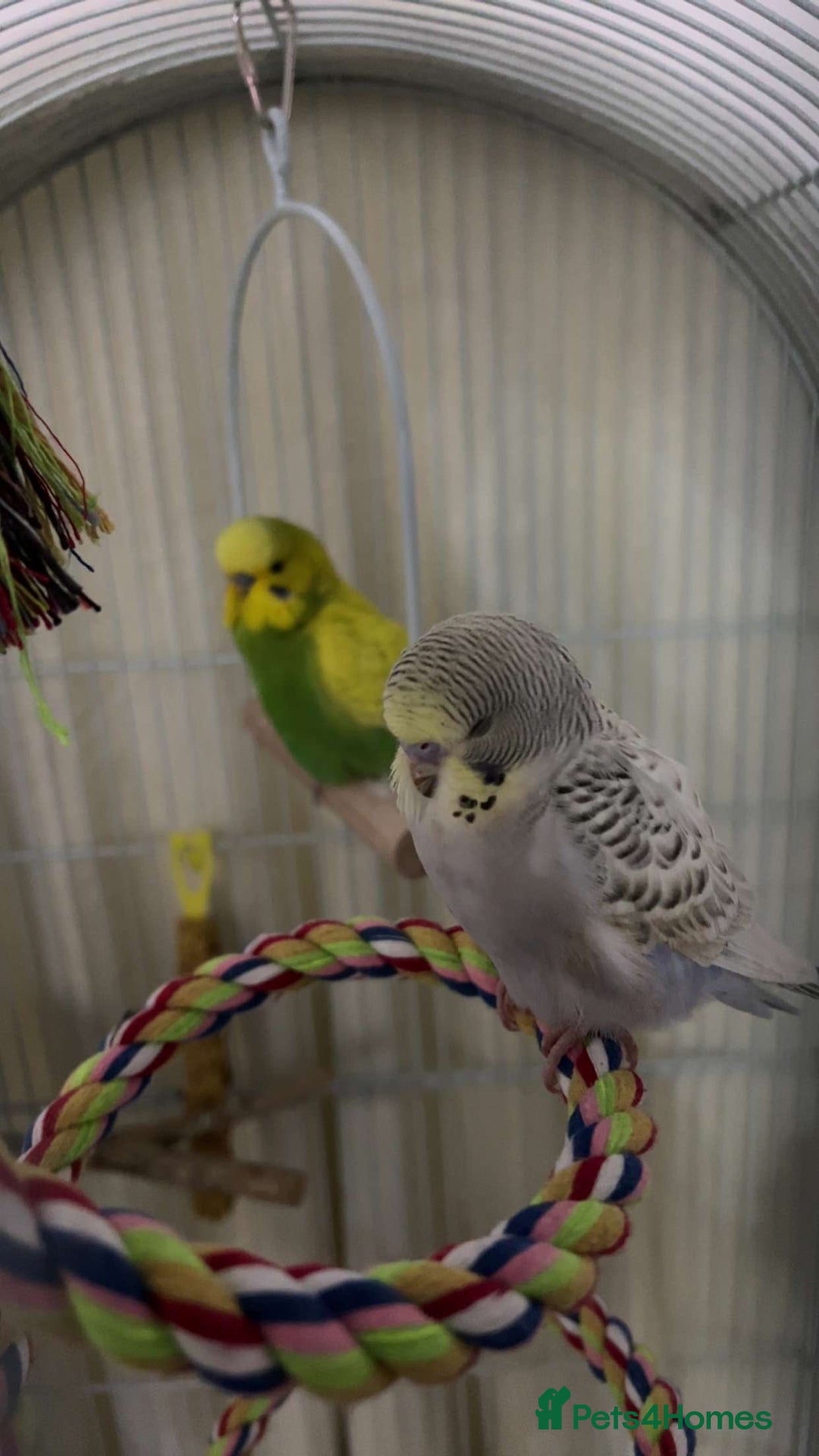 Budgerigars birds for sale: 2 beautiful budgies  - Image 2