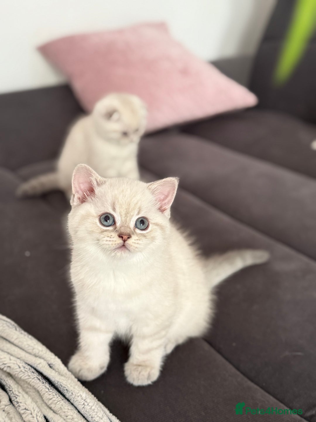 Scottish Fold cats for sale: 😻Stunning Pure breed Scottish fold kittens 😻 - Advert 21