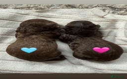 Cavapoo dogs for sale: Beautiful F1b Cavapoo girl  - Image 2