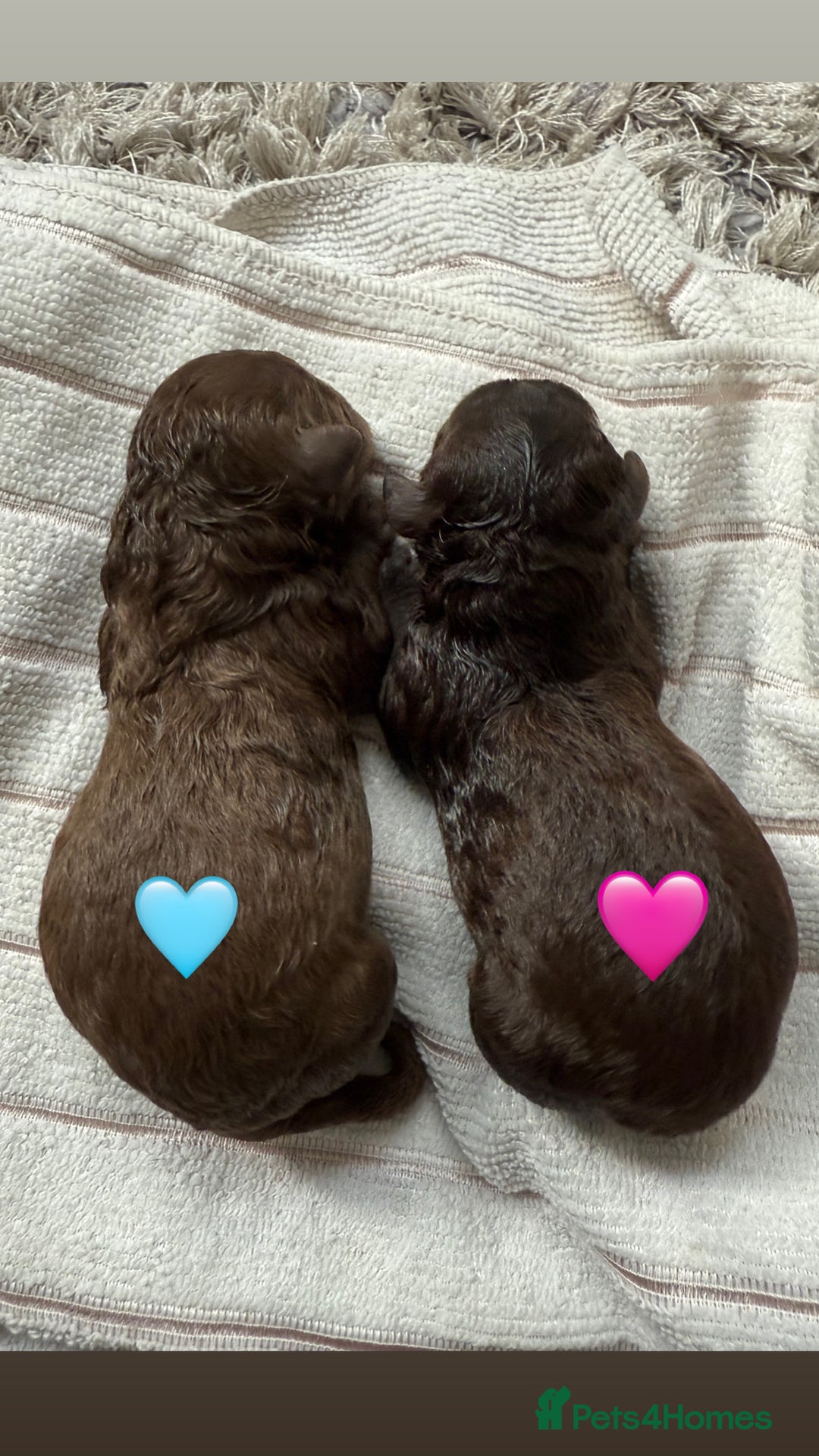 Cavapoo dogs for sale: Beautiful F1b Cavapoo girl  - Image 2