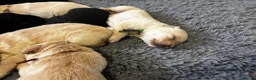 Labradoodle dogs for sale: F1 labradoodle pup. Parents health tested & KC reg - Advert 11