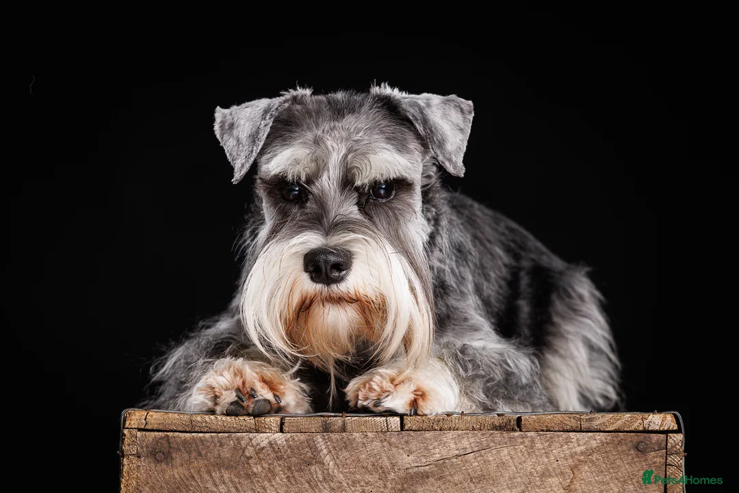 Miniature Schnauzer dogs for stud: Handsome black and silver Miniature Schnauzer  in Cambridge - Advert 4