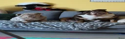 English Bulldog dogs for sale: Beautiful English Bulldog Puppy mabel  - Advert 11