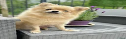 Pomeranian dogs for sale: Tiny Pom Puppies - Advert 4