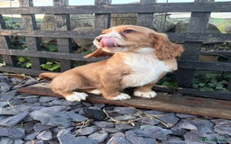 Cocker Spaniel dogs for sale: Cocker spaniel - Advert 3