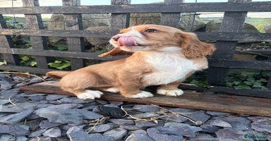 Cocker Spaniel dogs Cocker spaniel - Advert 2