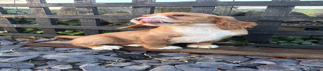 Cocker Spaniel Puppy 2