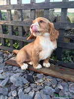 Cocker Spaniel dogs Cocker spaniel - Advert 5