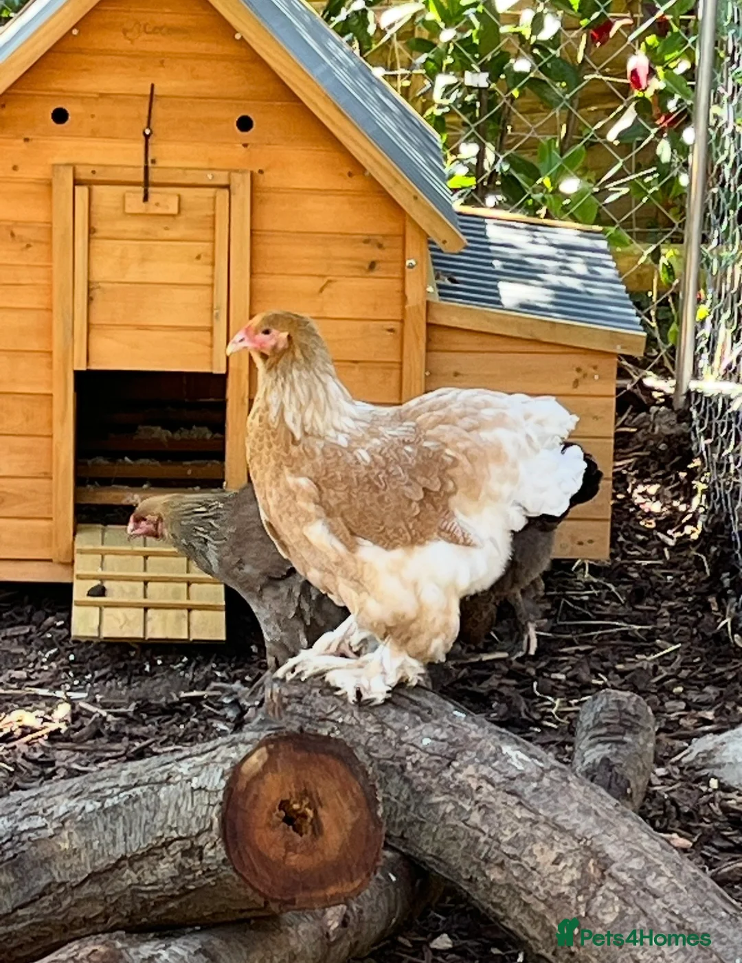 Chickens poultry for sale: Various breeds of chickens for sale  - Advert 1