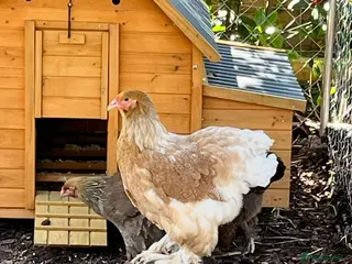 Chickens poultry Various breeds of chickens for sale - Advert 1