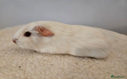 Guinea Pig rodents for sale: Solo baby boys under 8 weeks to bond with lone boy in Faringdon - Image 12