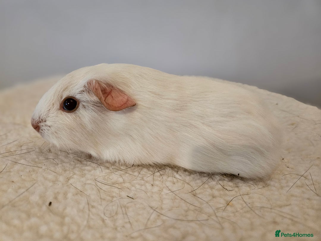 Guinea Pig rodents for sale: Solo baby boys under 8 weeks to bond with lone boy in Faringdon - Image 12