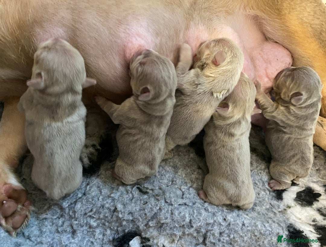 French Bulldog dogs for sale: NEWSHADE ISABELLA FRENCH BULLDOGS - Image 11