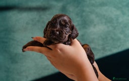 Cocker Spaniel dogs for sale: ✨ Showline Cocker Spaniel puppies for sale ✨ - Image 1