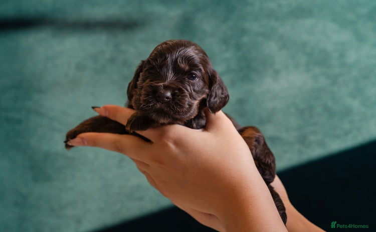 Cocker Spaniel dogs - Advert 4
