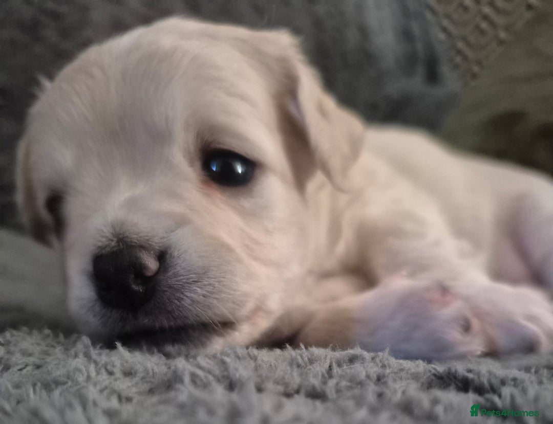 Chiweenie dogs for sale: Chihuahua + chiweenie puppies  - Advert 8