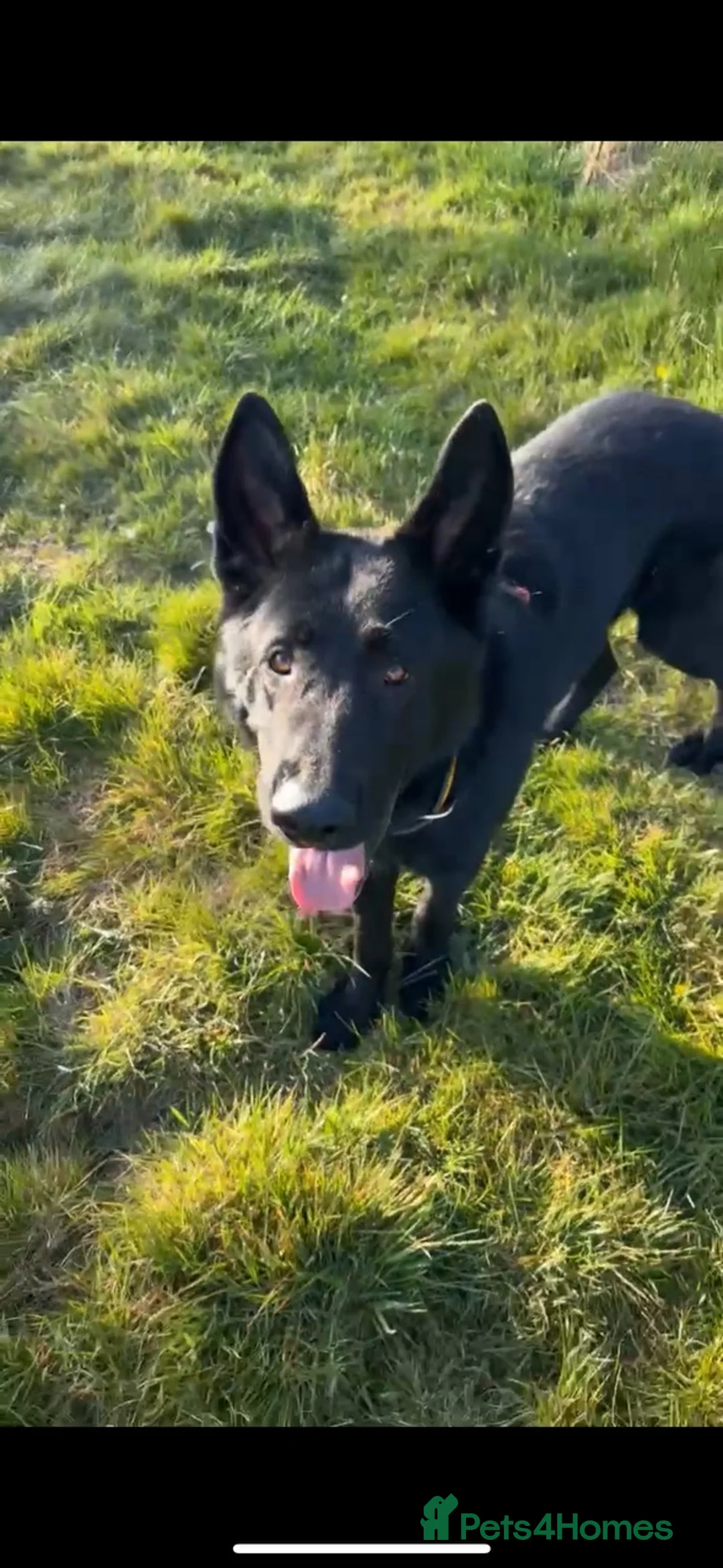 German Shepherd dogs for sale: Zander looking for his forever home  in Bedford - Advert 1