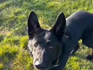 German Shepherd dogs Zander looking for his forever home in Bedford - Advert 1