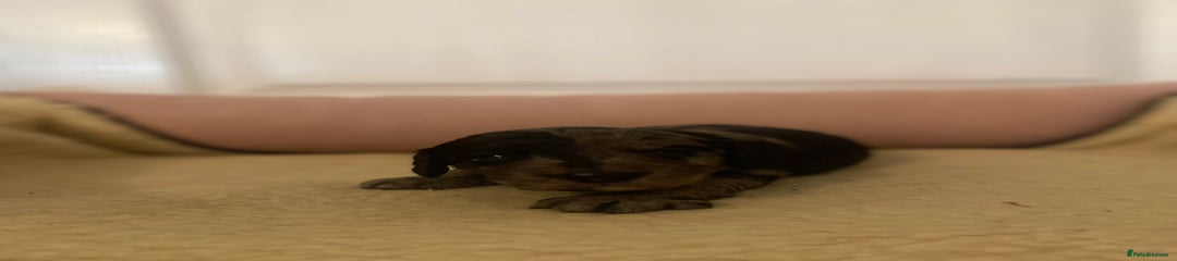 Cockapoo Puppy 5