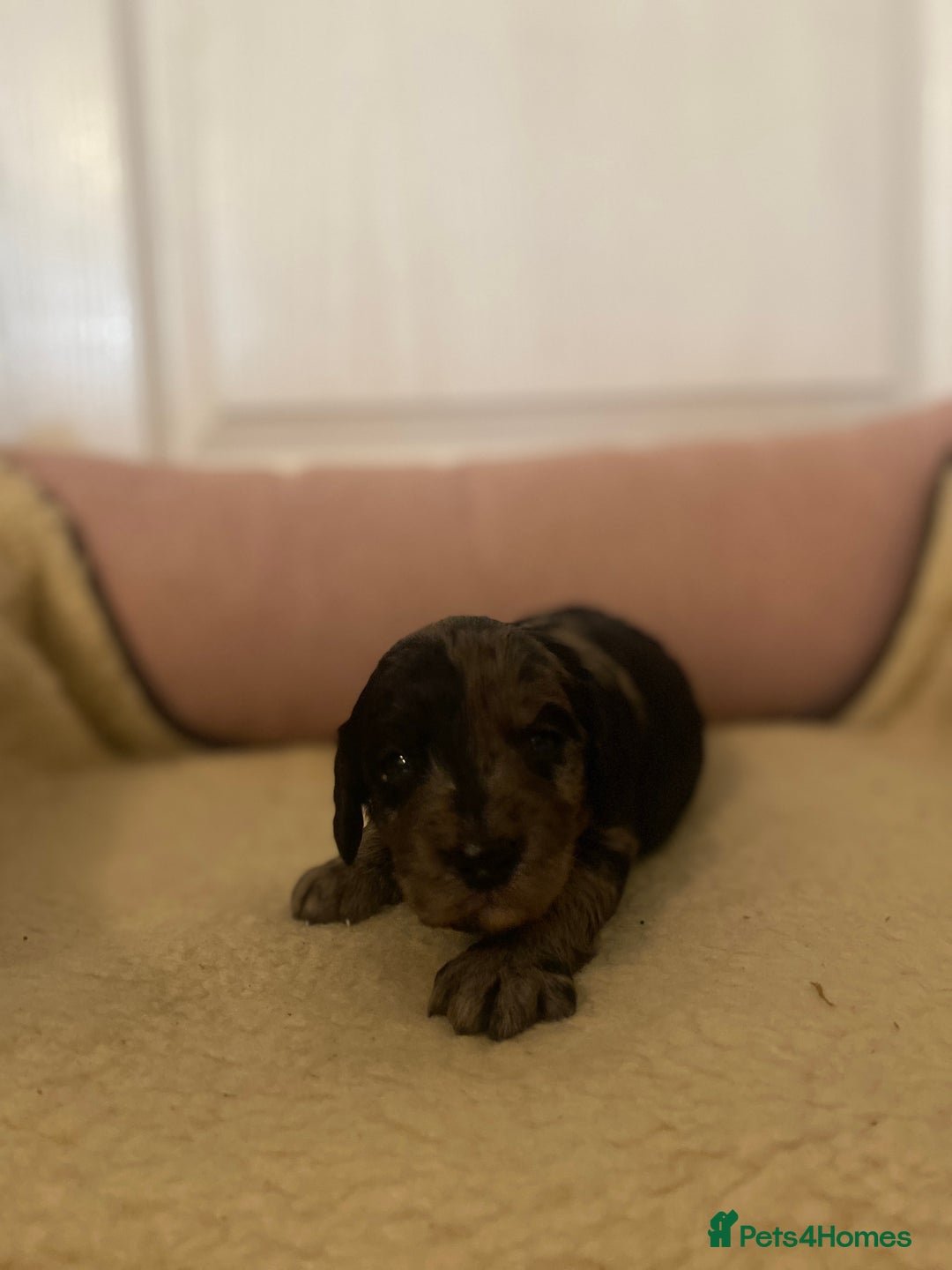 Cockapoo dogs for sale: Cockapoo pups  - Image 4