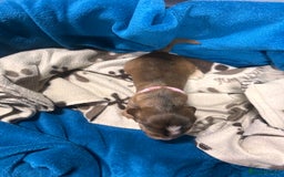 Cocker Spaniel dogs for sale: Cocker spaniel puppies for sale - Advert 13