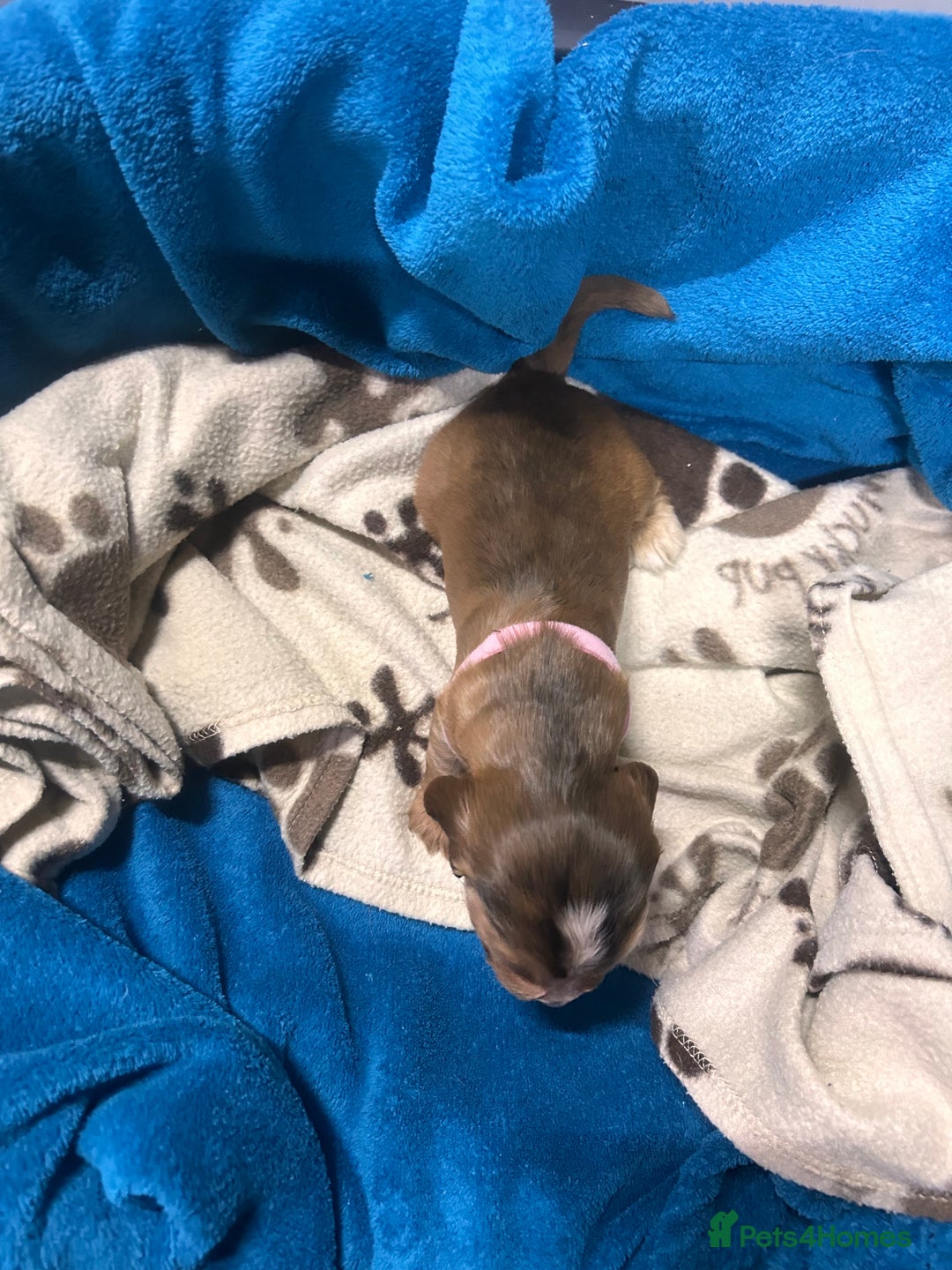 Cocker Spaniel dogs for sale: Cocker spaniel puppies for sale - Advert 13