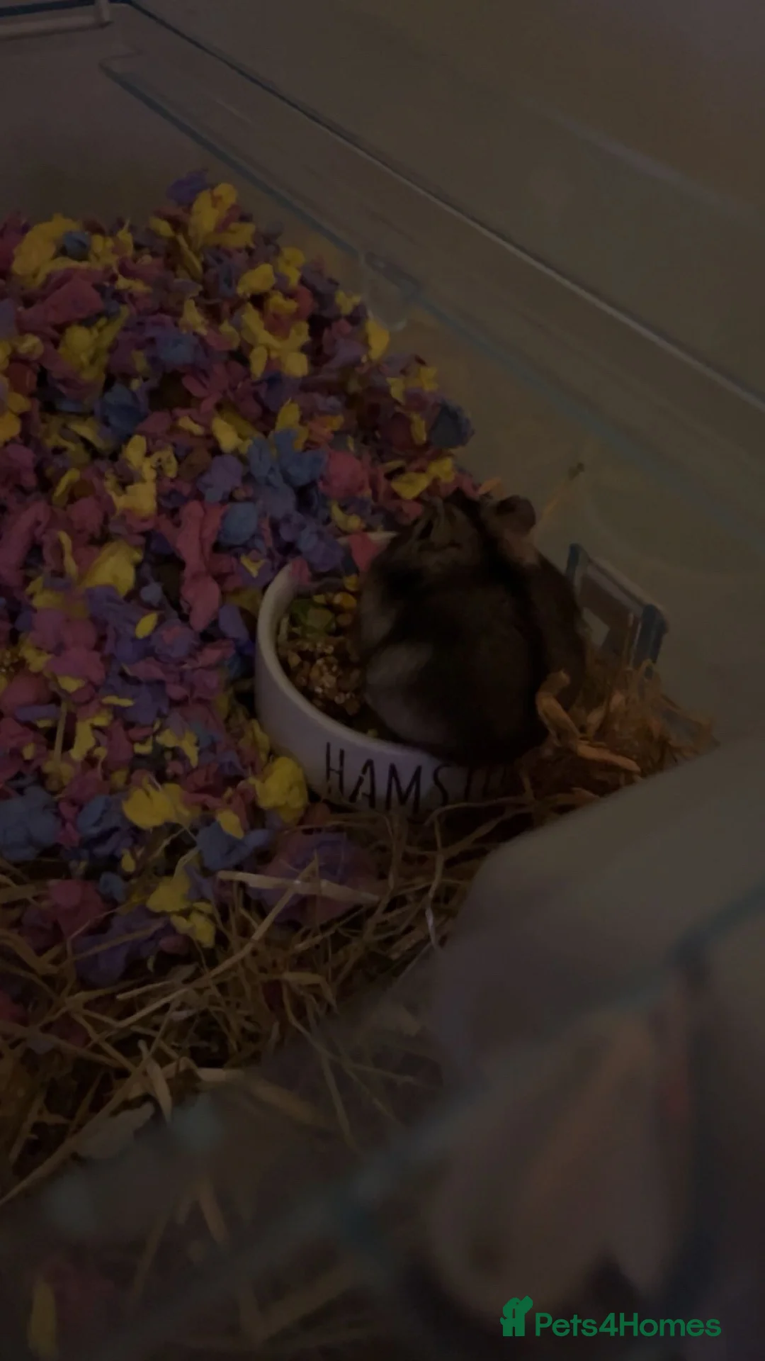 Hamster rodents for sale: pickle in Glasgow - Advert 1