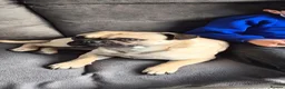 Frug dogs for sale: 3 year old frug needs a loving new home  in Rochdale - Advert 7