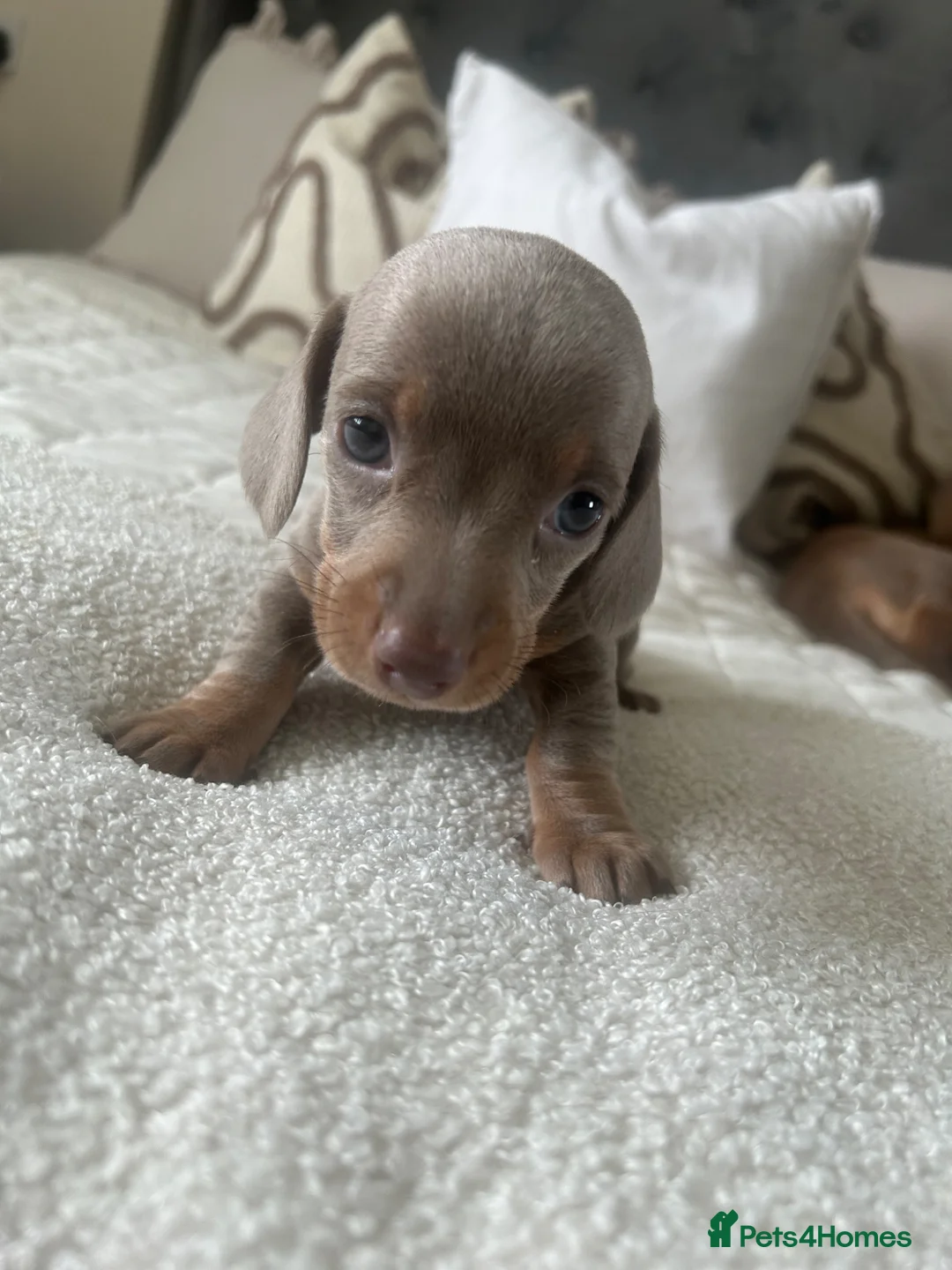 Dachshund dogs for sale: Stunning Dachshunds Isabella/chocolate and tan - Advert 2