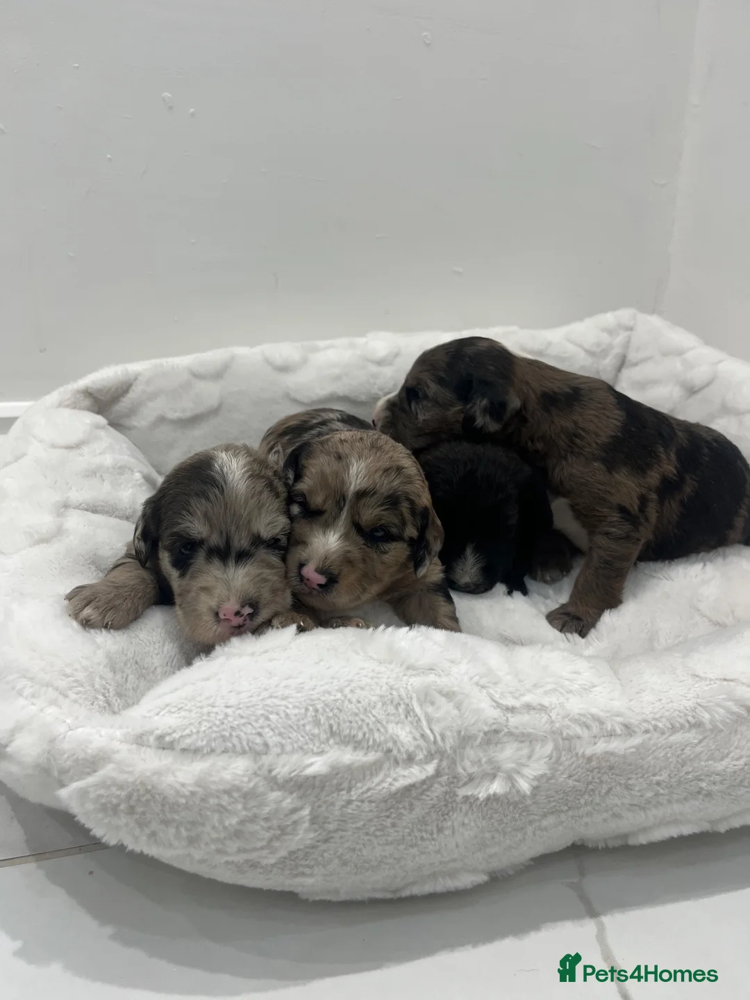 Mixed Breed dogs for sale: Whoodle pppies  in East Boldon - Advert 2