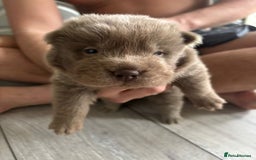 Shar Pei dogs for sale: Stunning litter of kc reg Shar Pei puppies  - Image 6