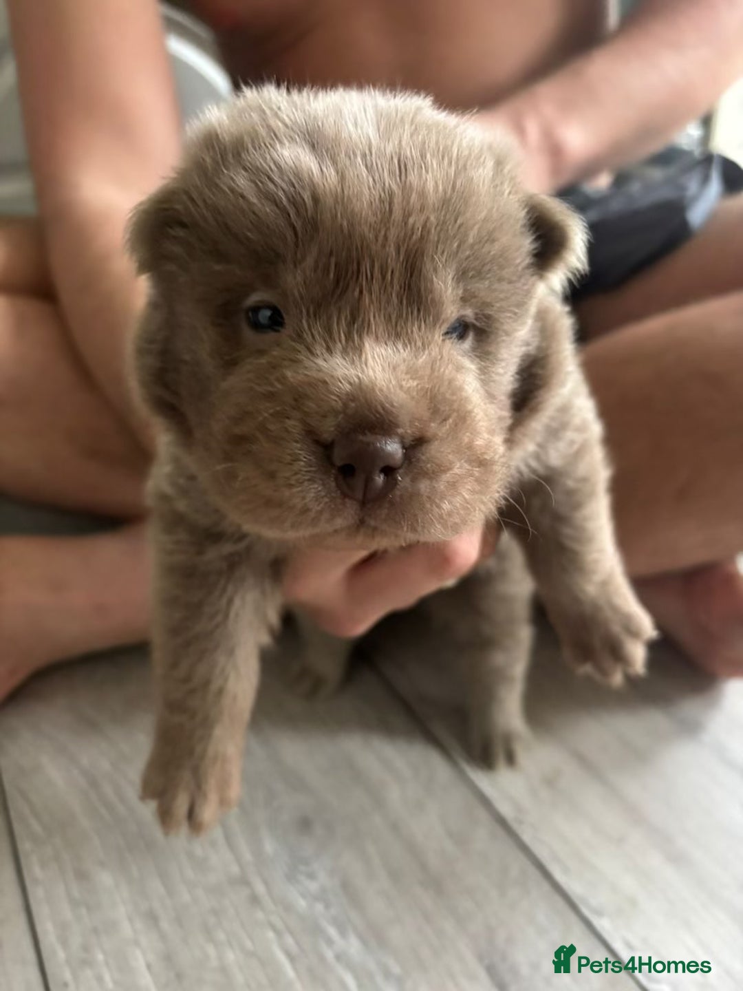 Shar Pei dogs for sale: Stunning litter of kc reg Shar Pei puppies  - Image 6
