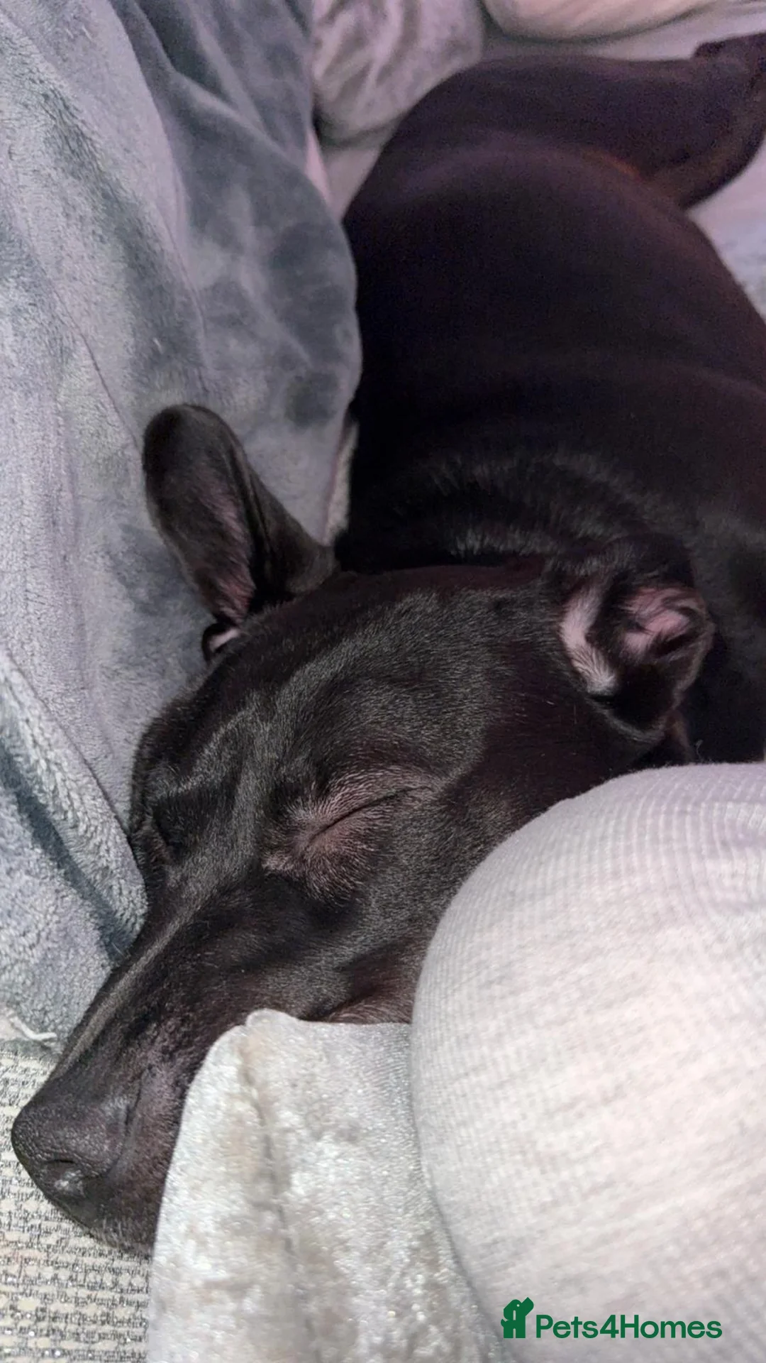 Mixed Breed dogs for sale: Kali 8 months old - Advert 5