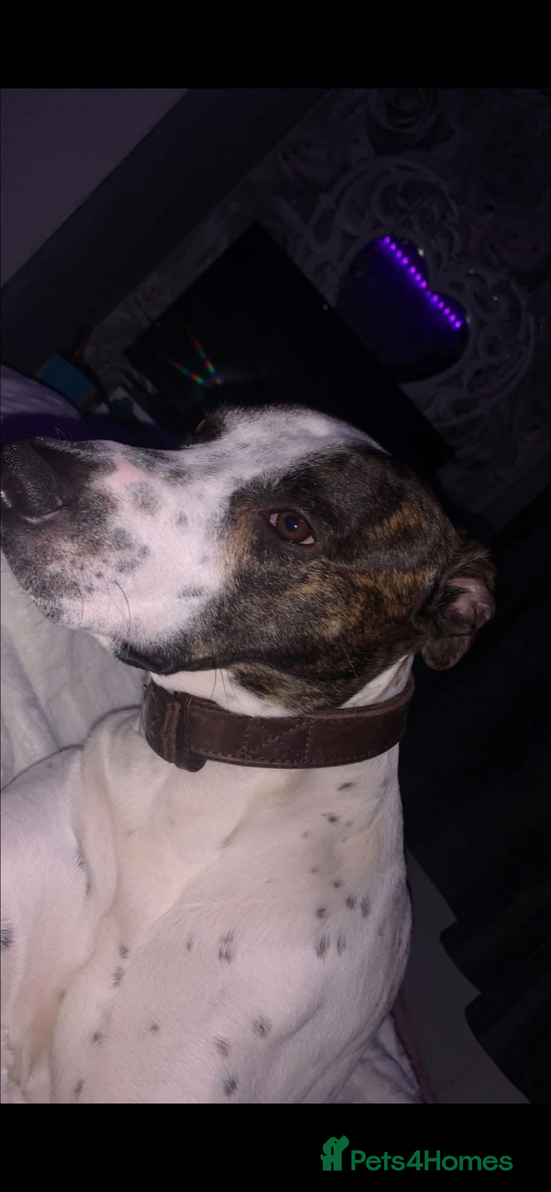 Mixed Breed dogs for sale: staffy cross lurcher - Image 6
