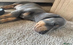 Dachshund dogs for sale: Ready now, last 3 Dachshund Puppies - Image 29