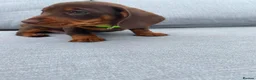 Miniature Dachshund dogs for sale: Chocolate boys 🐾 in Chatham - Advert 5
