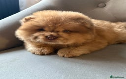 Chow Chow dogs for sale: ** Female Merle Puppy ** - Advert 6