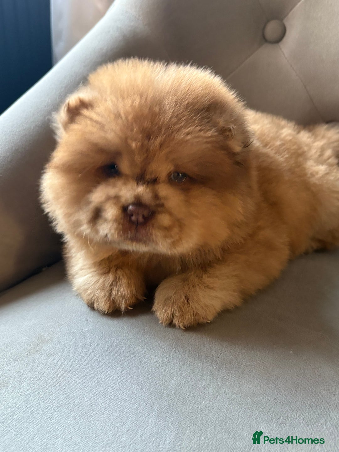 Chow Chow dogs for sale: ** Female Merle Puppy ** - Advert 6