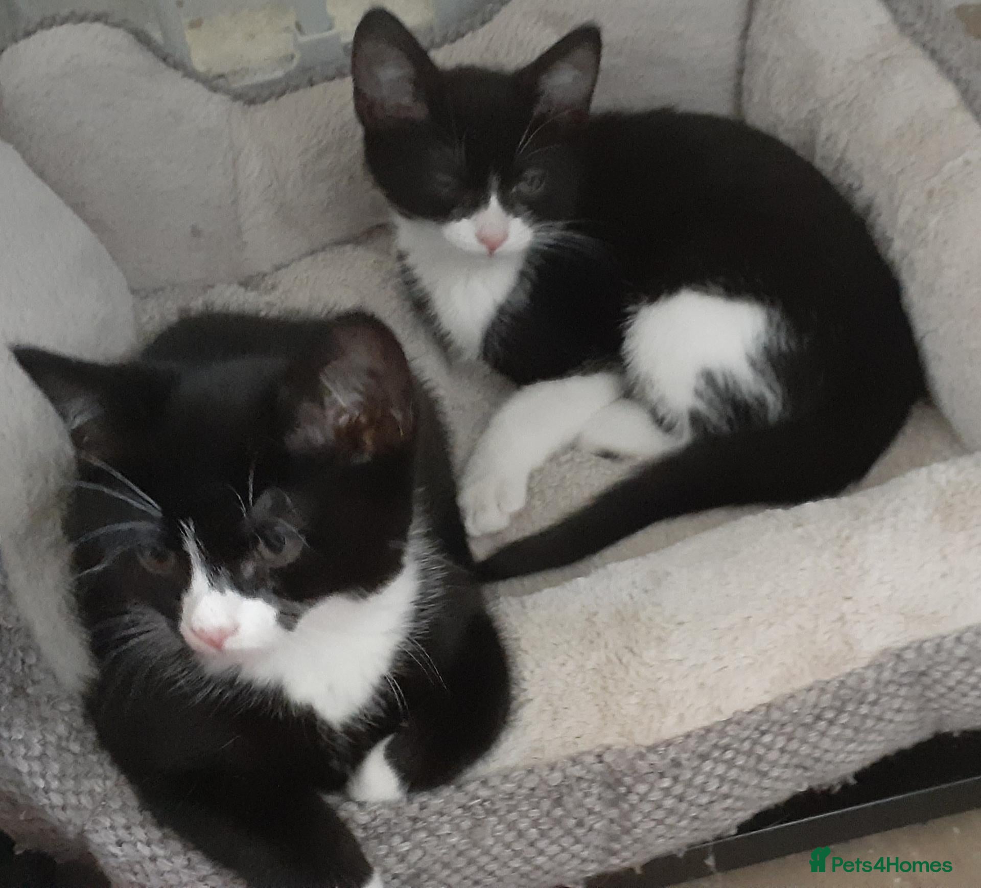 Mixed Breed cats Two male black and white kittens  - Advert 4